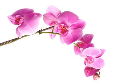 Обои PHOTO DECOR Картина на холсте Орхидея 1264 0,40*0,32 - фото 20075