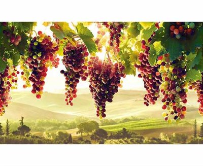 Фартук-панно ГРЕЙС Виноградник! 602*1002мм ТП10023859 - фото 57105