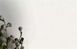 Обои EURO DECOR Champagne фон 7152-00Е виниловые 1,06*10,05м (1упак-6рул) - фото 91560