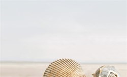 Декор ХАРЬКОВСКАЯ 250*400 Summer stone Holiday №1 бежевый В41311 1с - фото 98798
