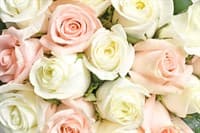 Обои PHOTO DECOR Белые и Розовые 1846 2,7*3м