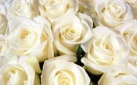 Обои PHOTO DECOR Белые Розы 393 200*150