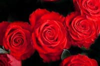 Обои PHOTO DECOR Розы красные 1289  1,6*2
