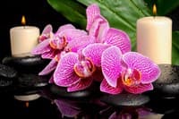 Обои PHOTO DECOR Фиолетовая орхидея 178 2*2,7м