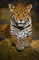 Обои PHOTO DECOR Картина на холсте Леопард 433 60*40