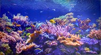 Фартук-панно ГРЕЙС Коралловый риф! 602*1002мм ТП1001554