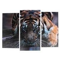 Картина модульная Тигровый взгляд! 2шт-25*52см, 1шт-30*60см, 60*80см 3981650
